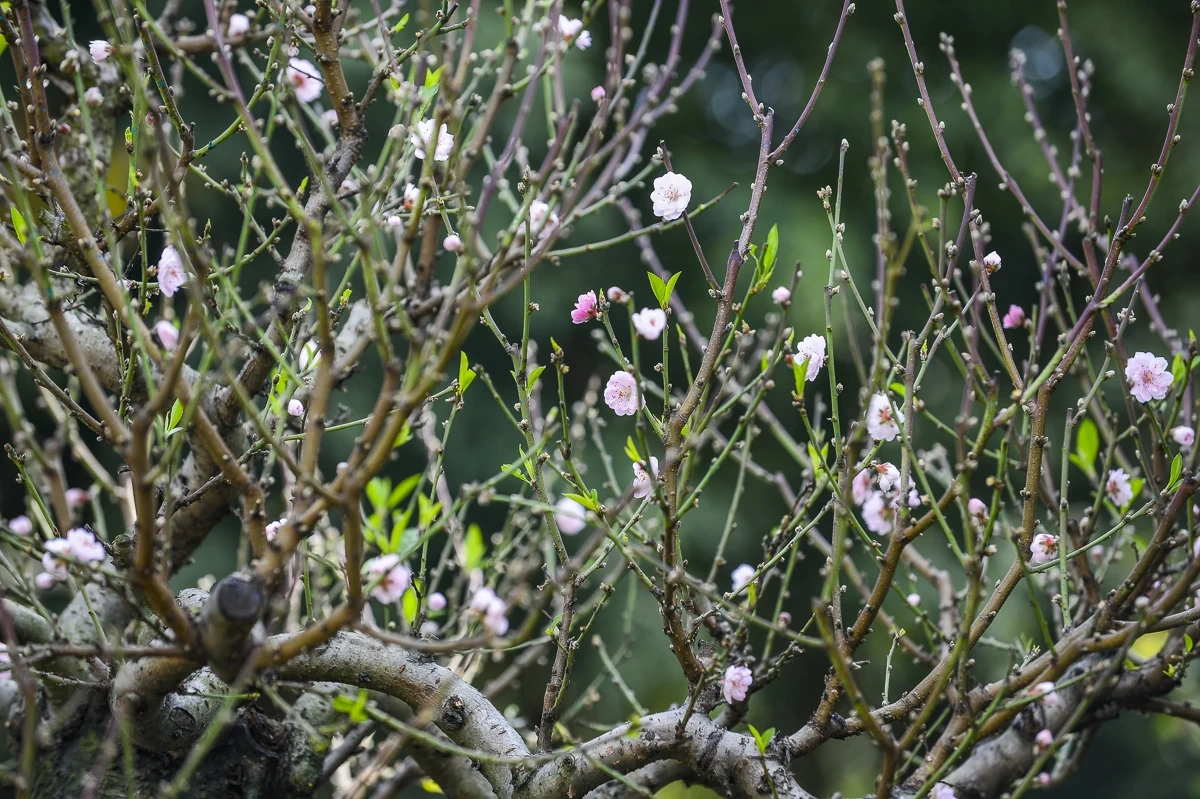 Đào cổ thụ về phố, tạo điểm nhấn thị trường hoa Tết xứ Thanh