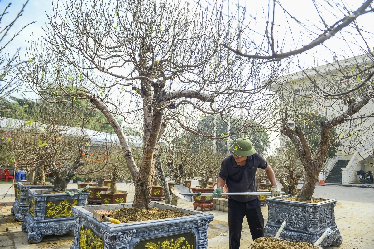 Đào cổ thụ về phố, tạo điểm nhấn thị trường hoa Tết xứ Thanh