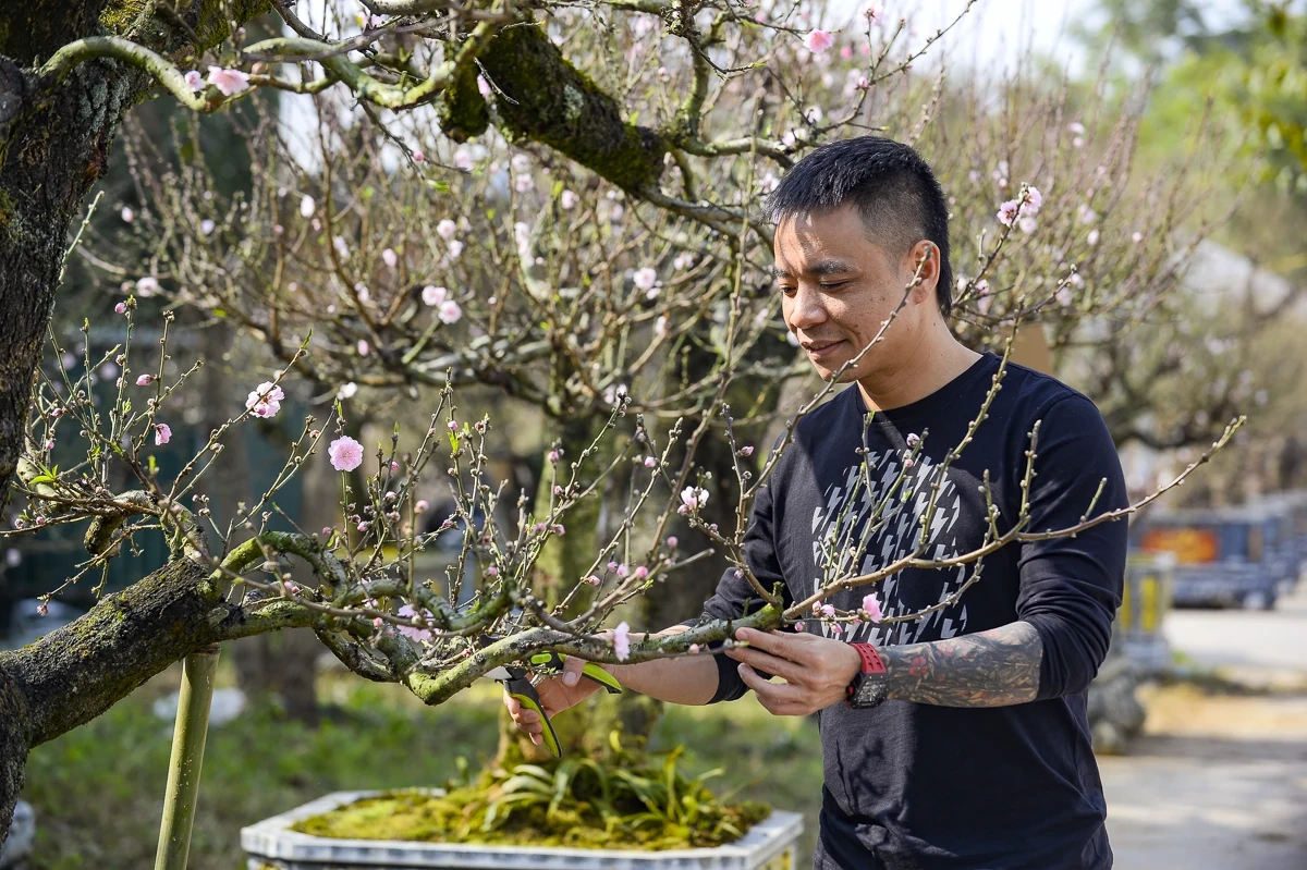 Đào cổ thụ về phố, tạo điểm nhấn thị trường hoa Tết xứ Thanh