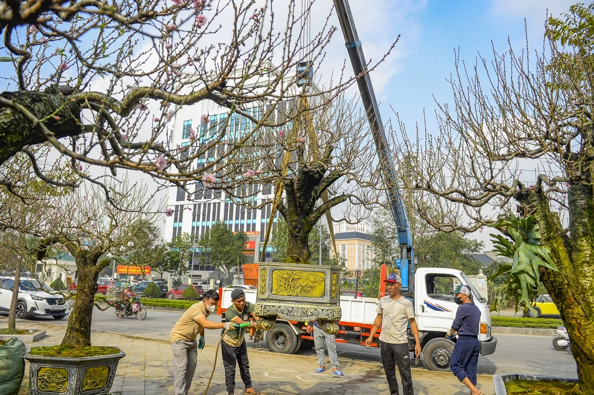 Đào cổ thụ về phố, tạo điểm nhấn thị trường hoa Tết xứ Thanh