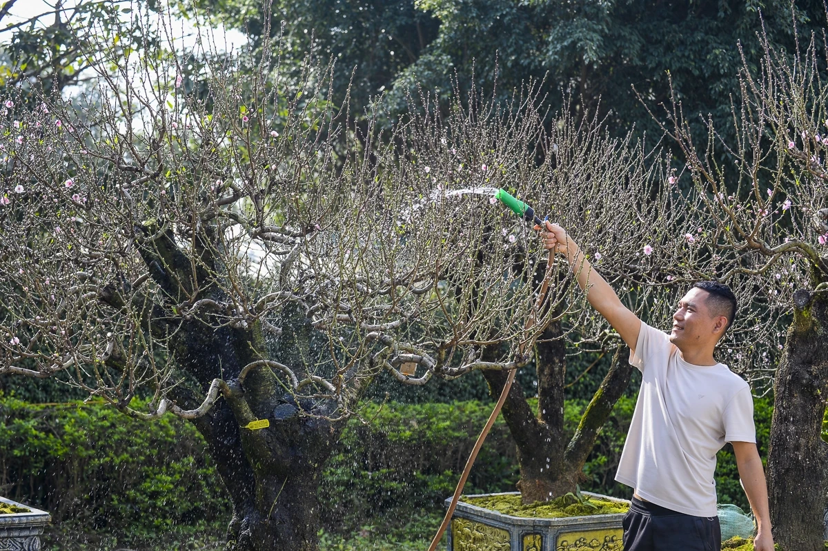 Đào cổ thụ về phố, tạo điểm nhấn thị trường hoa Tết xứ Thanh