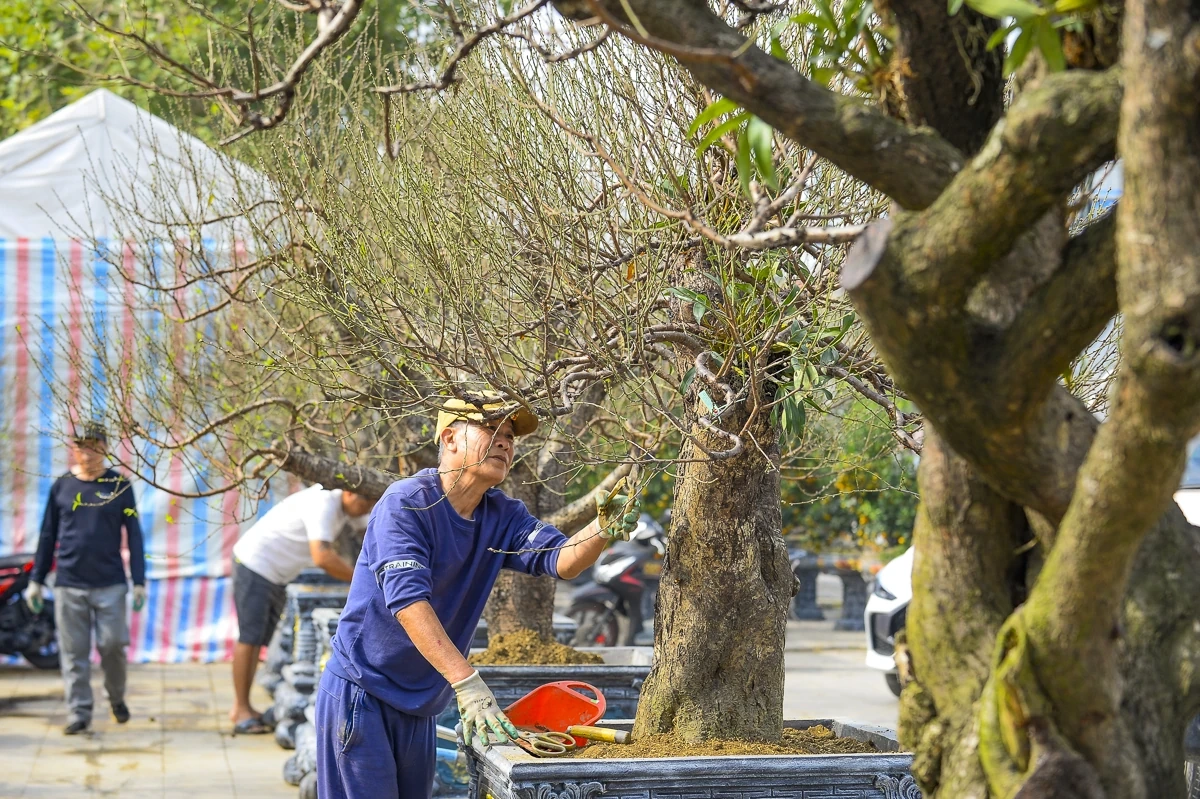 Đào cổ thụ về phố, tạo điểm nhấn thị trường hoa Tết xứ Thanh