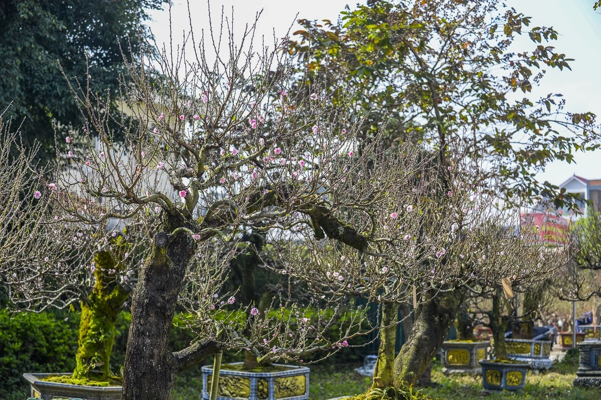 Đào cổ thụ về phố, tạo điểm nhấn thị trường hoa Tết xứ Thanh
