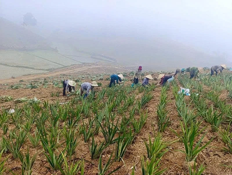 “Đòn bẩy” thúc đẩy phát triển nông nghiệp bền vững