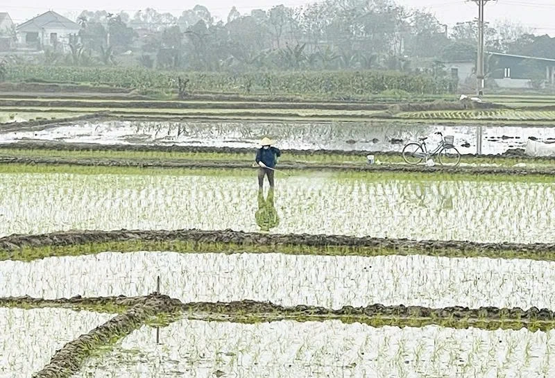 Chủ động dự báo sâu bệnh cho cây trồng