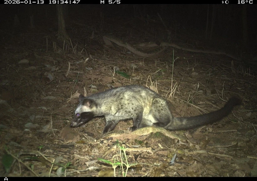 Ghi nhận 27 loài động vật hoang dã trong rừng bảo vệ di tích Văn hoá thế giới Mỹ Sơn