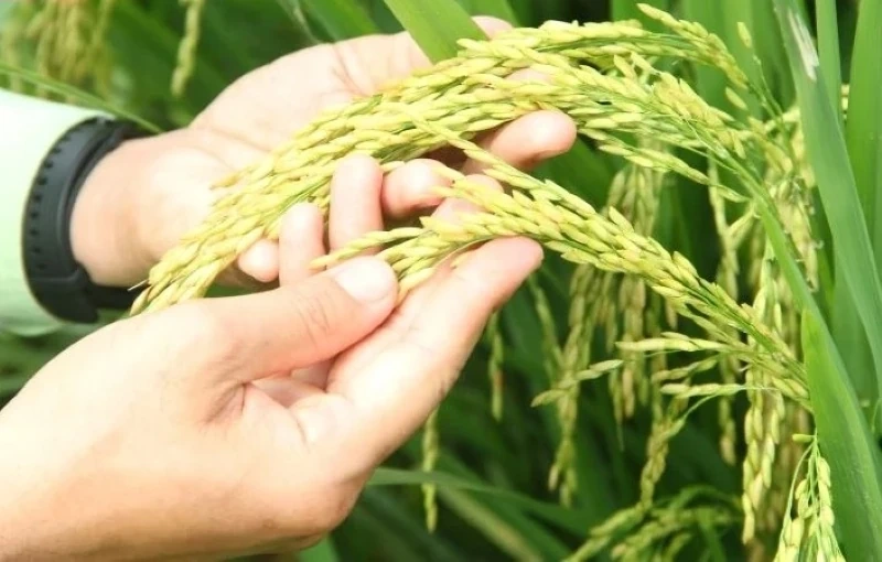 Thanh Hóa phê duyệt vùng quy hoạch hơn 24.000 ha trồng lúa năng suất, chất lượng cao