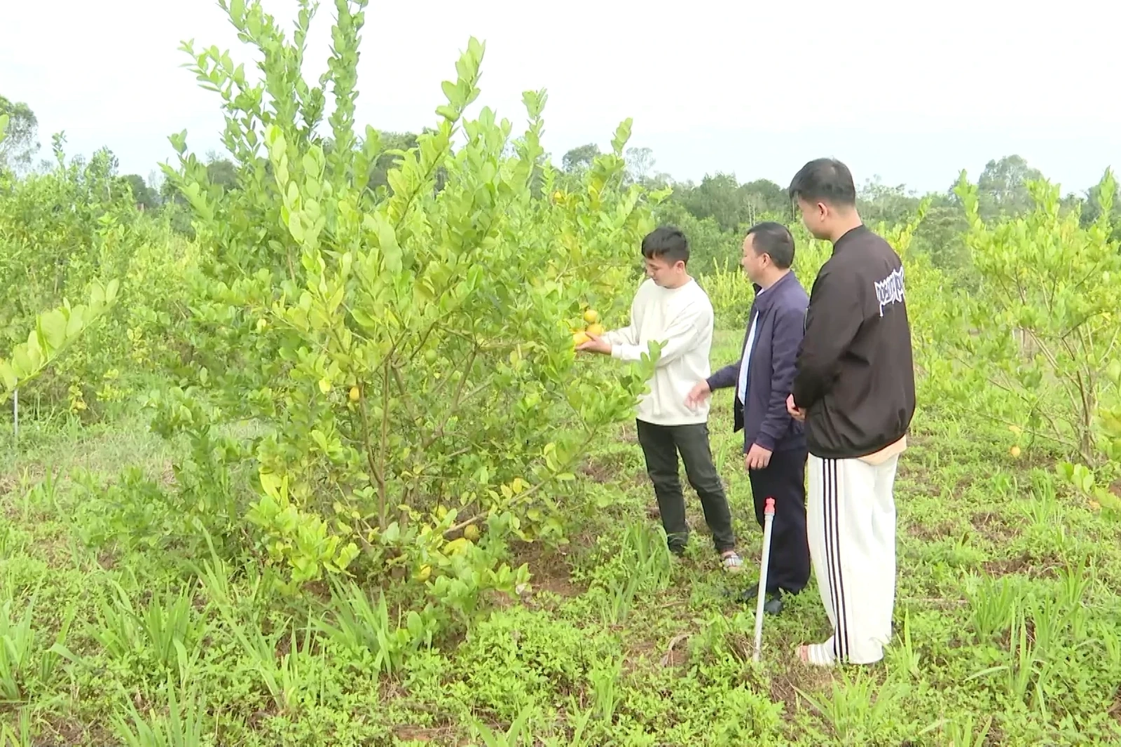 Tạo việc làm bền vững, tăng thu nhập cho lao động nông thôn