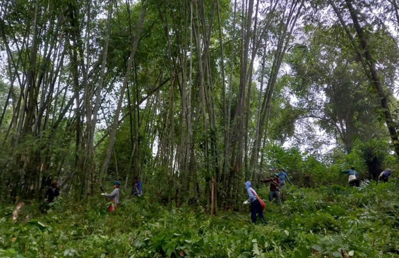 Xã biên giới Tam Lư bảo vệ rừng gắn với nâng cao hiệu quả kinh tế lâm nghiệp