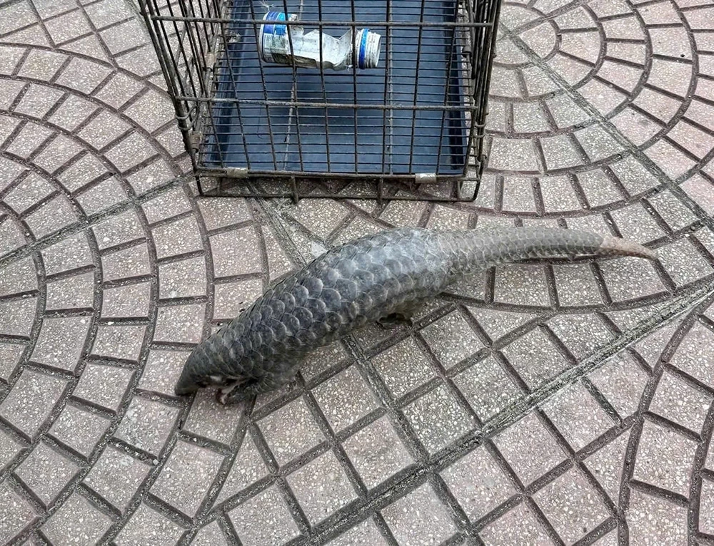 Người dân xã Xuân Bình tự nguyện giao nộp Tê tê Java quý hiếm