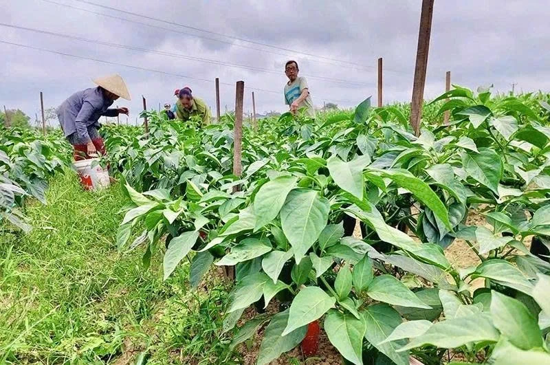 Trồng ớt zanpeno theo chuỗi liên kết - hướng đi mới nâng giá trị đất màu