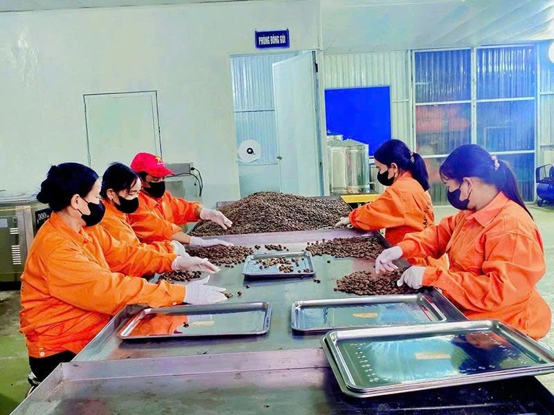 Phát triển sản phẩm OCOP từ cây sachi