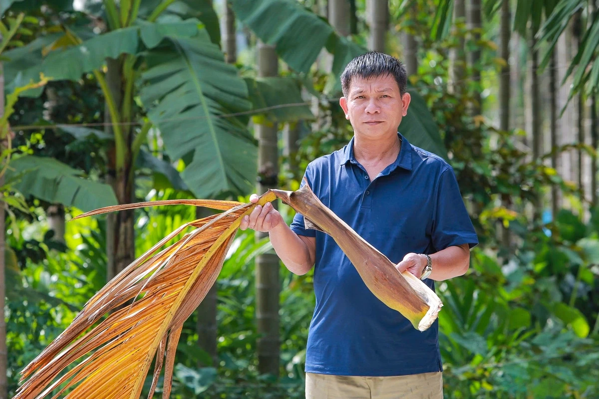 Trồng dược liệu “leo” thân cau: Mở lối kinh tế xanh từ triền đồi xứ Thanh