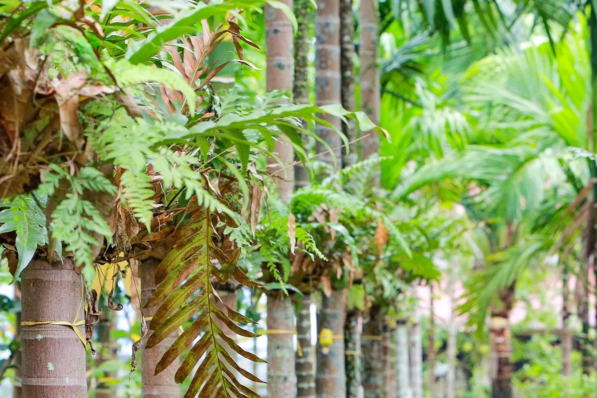 Trồng dược liệu “leo” thân cau: Mở lối kinh tế xanh từ triền đồi xứ Thanh