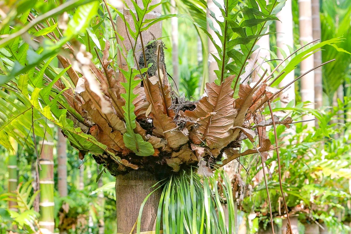 Trồng dược liệu “leo” thân cau: Mở lối kinh tế xanh từ triền đồi xứ Thanh