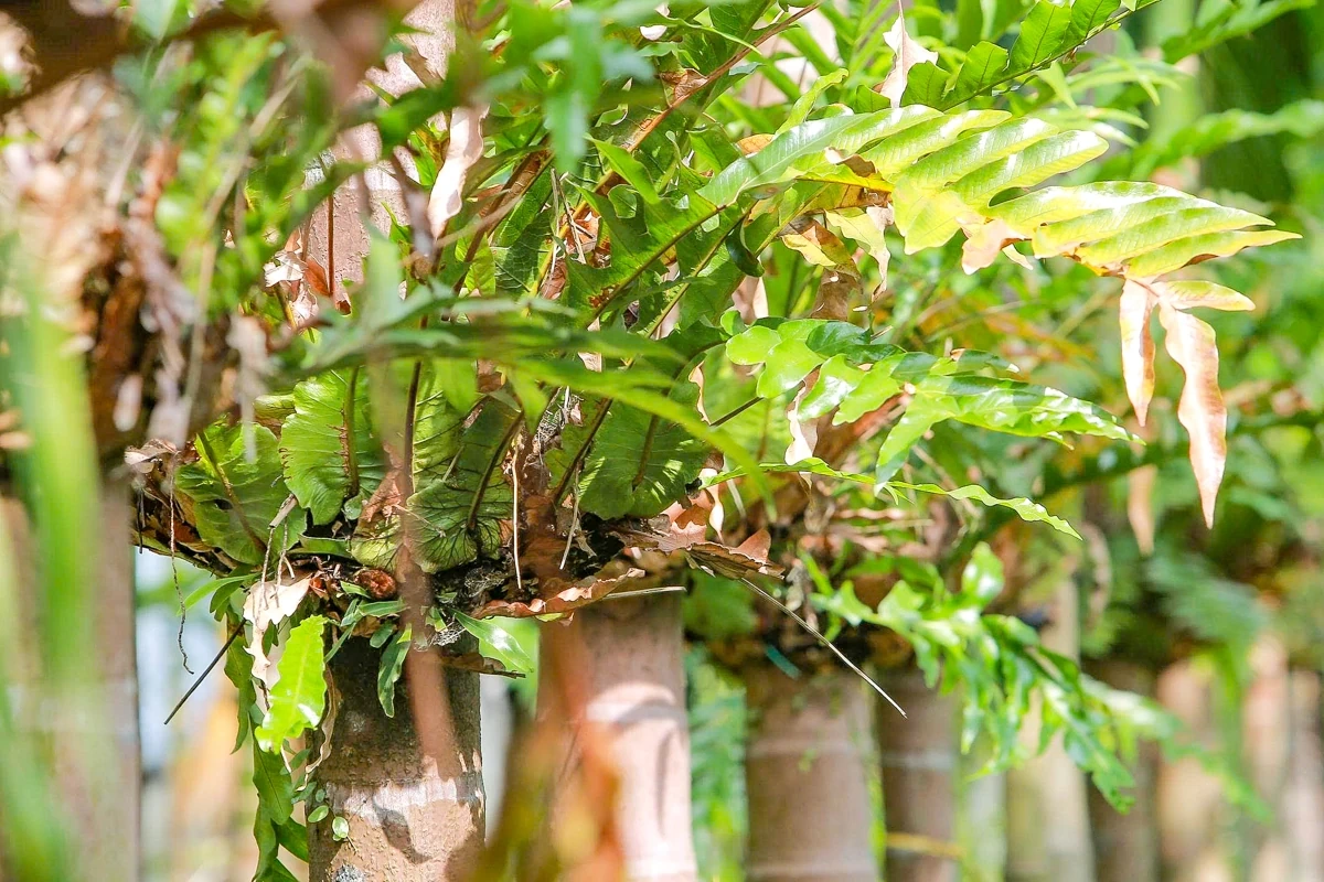 Trồng dược liệu “leo” thân cau: Mở lối kinh tế xanh từ triền đồi xứ Thanh