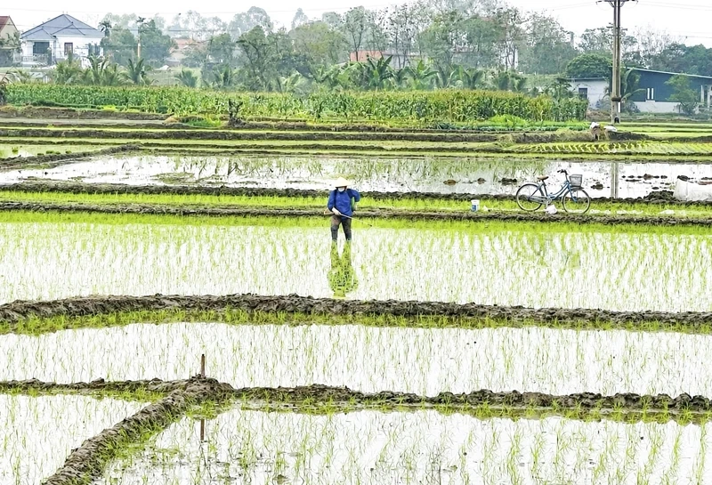 Nâng cao kỹ năng sử dụng thuốc bảo vệ thực vật cho nông dân