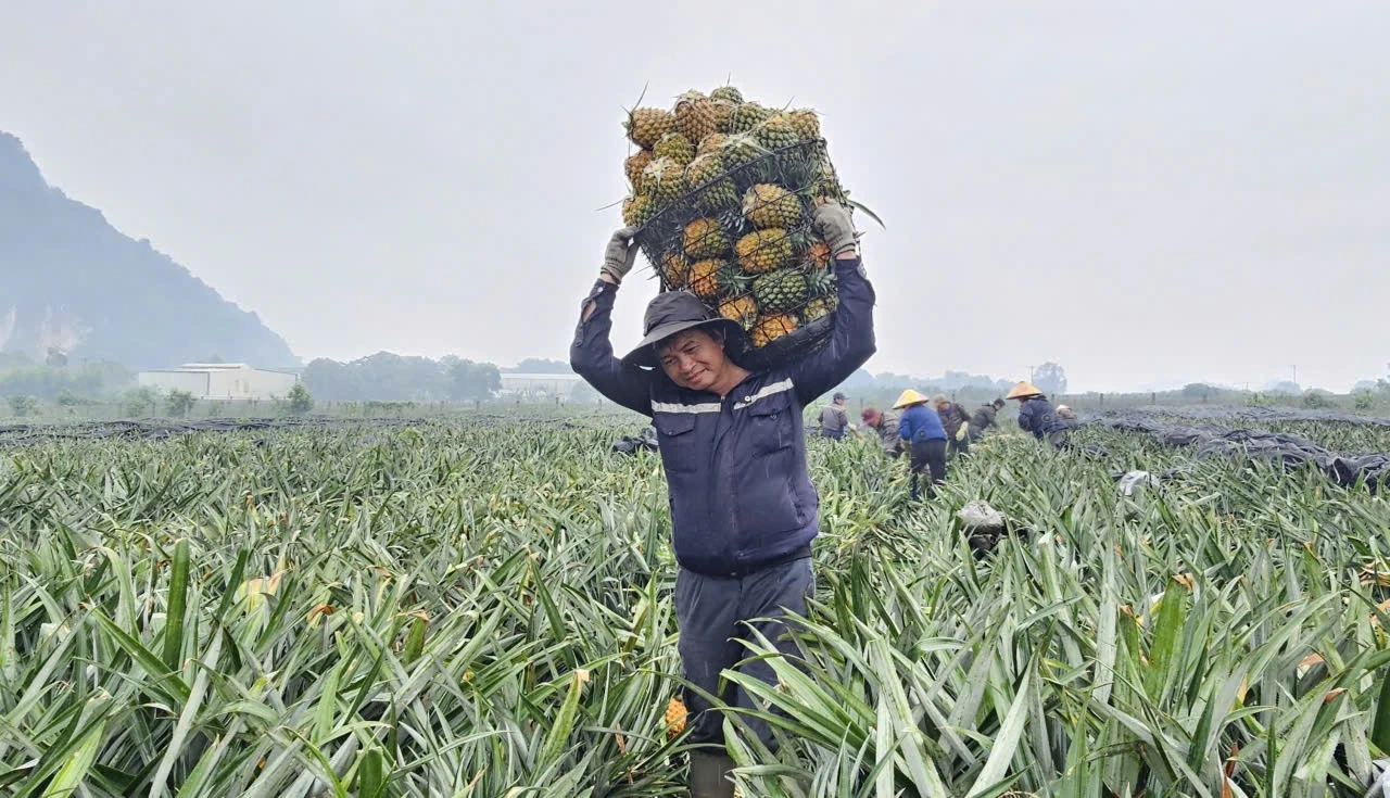 Canh tác có tổ chức