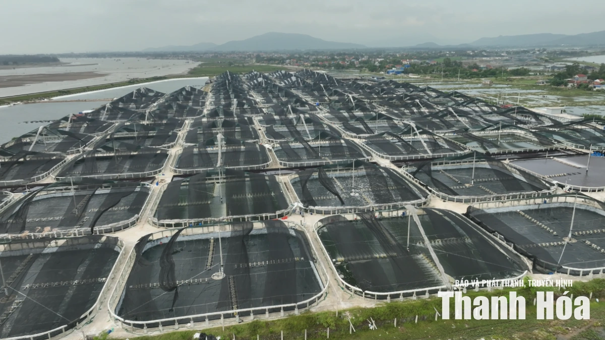 Chuyên gia và người nuôi tôm trao đổi về giải pháp chuyển đổi số trong sản xuất