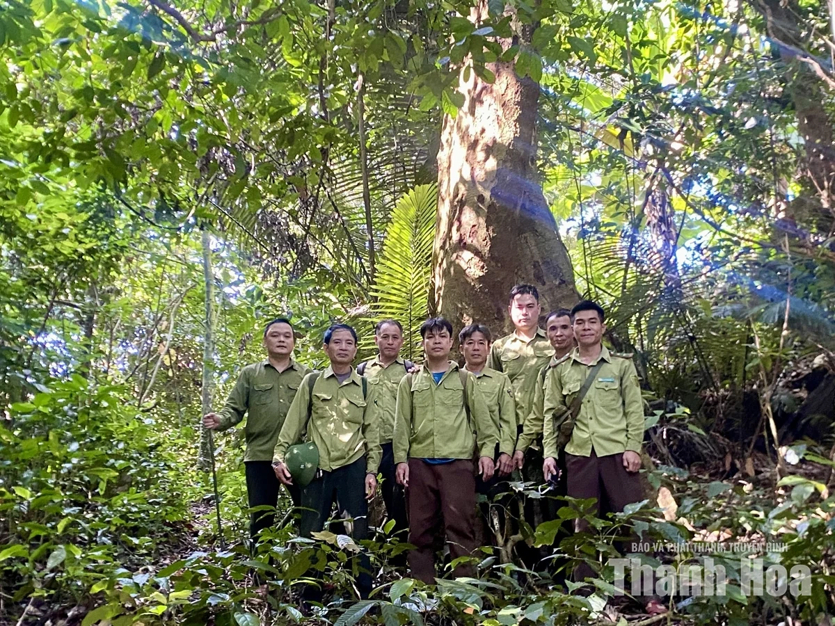 Giữ màu xanh cho những cánh rừng