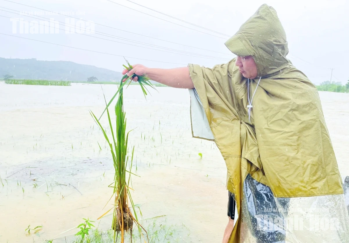 Hàng trăm ha cây trồng ở các xã Vân Du, Kim Tân bị ngập lụt