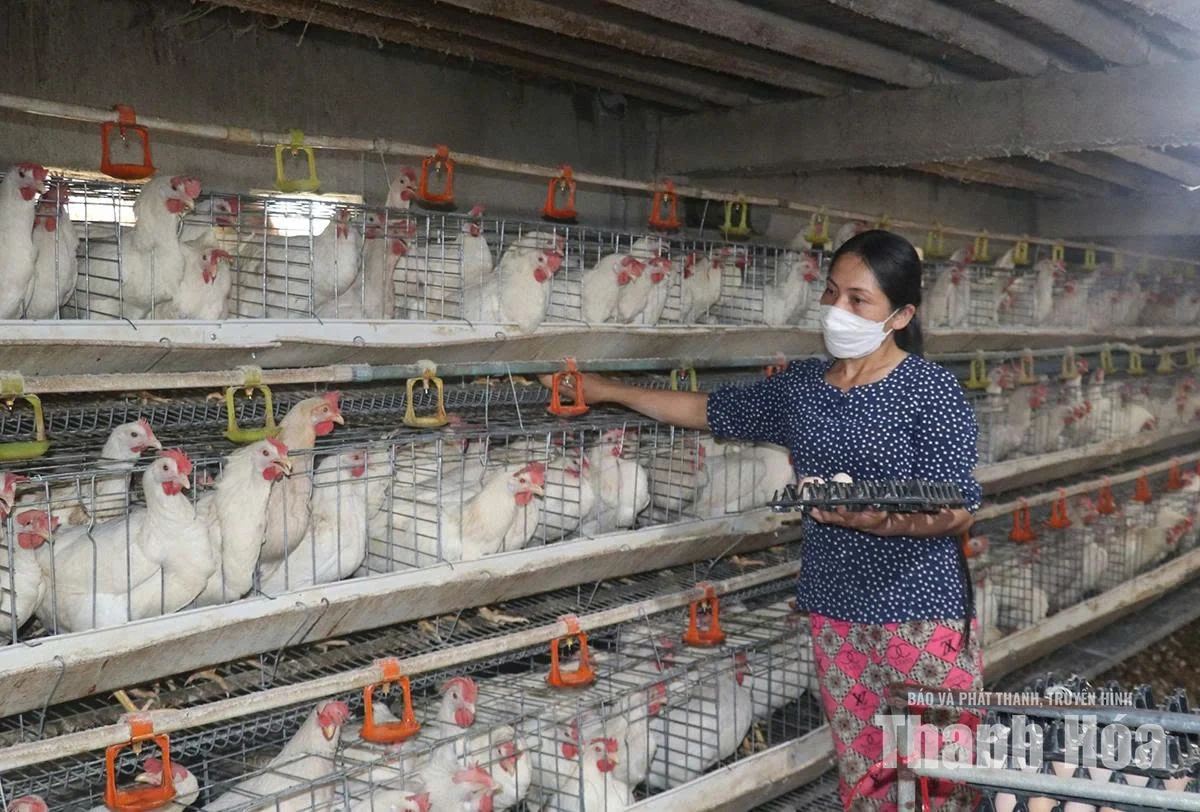 Kiểm soát sử dụng kháng sinh trong chăn nuôi