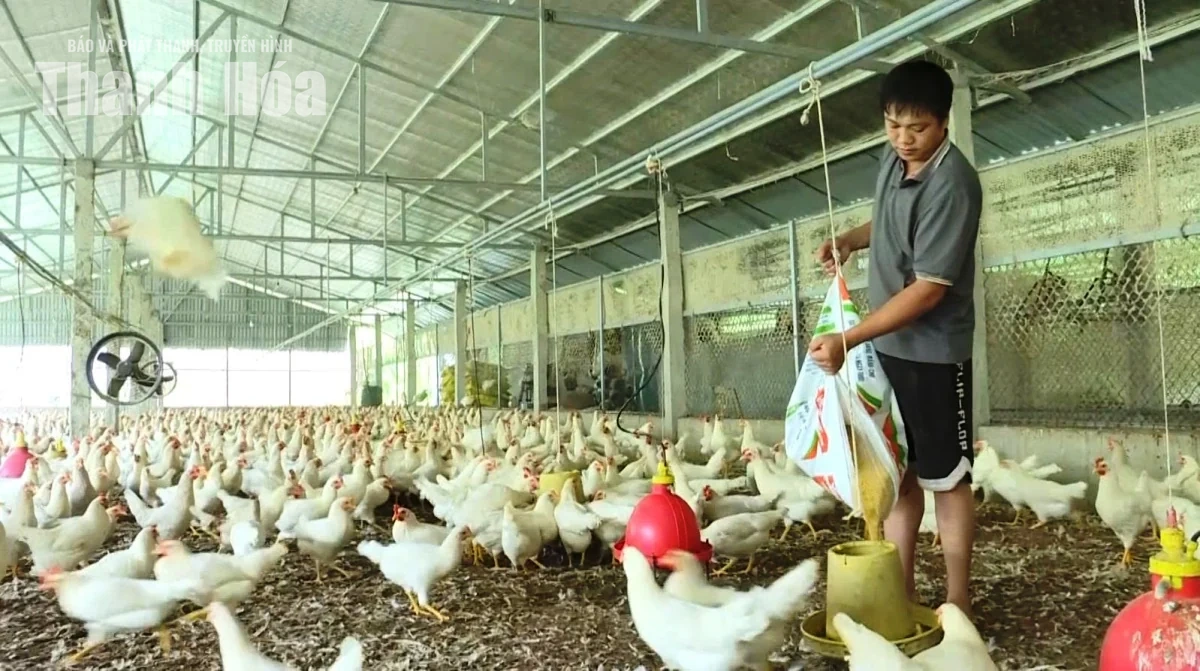 Giá gà thịt giảm sâu, người chăn nuôi lỗ nặng