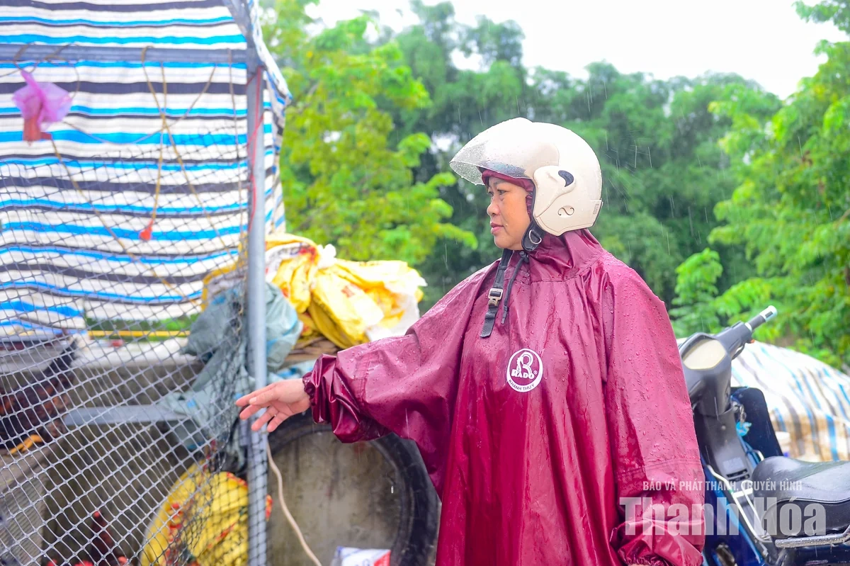 Nước sông Lèn dâng cao, người dân sơ tán vật nuôi lên đê tránh lũ