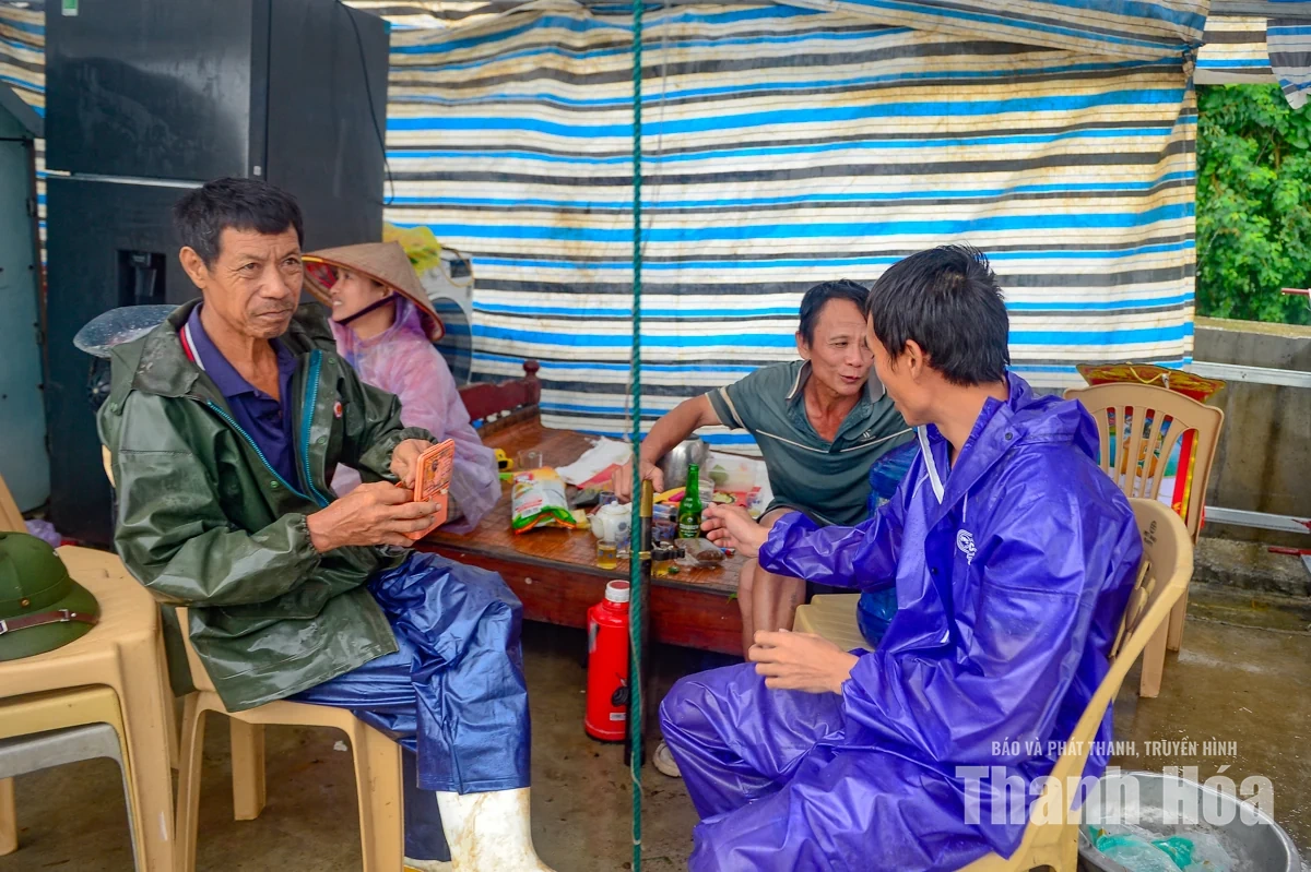 Nước sông Lèn dâng cao, người dân sơ tán vật nuôi lên đê tránh lũ