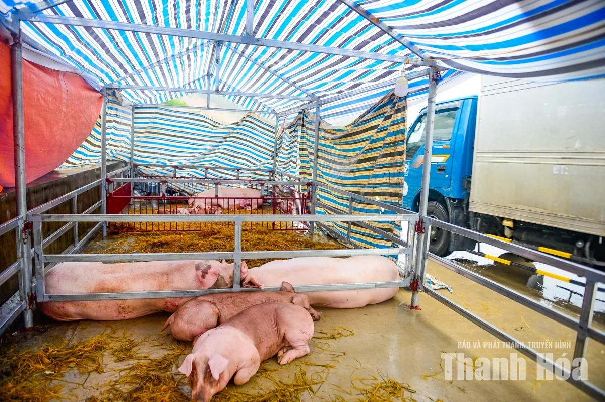 Nước sông Lèn dâng cao, người dân sơ tán vật nuôi lên đê tránh lũ