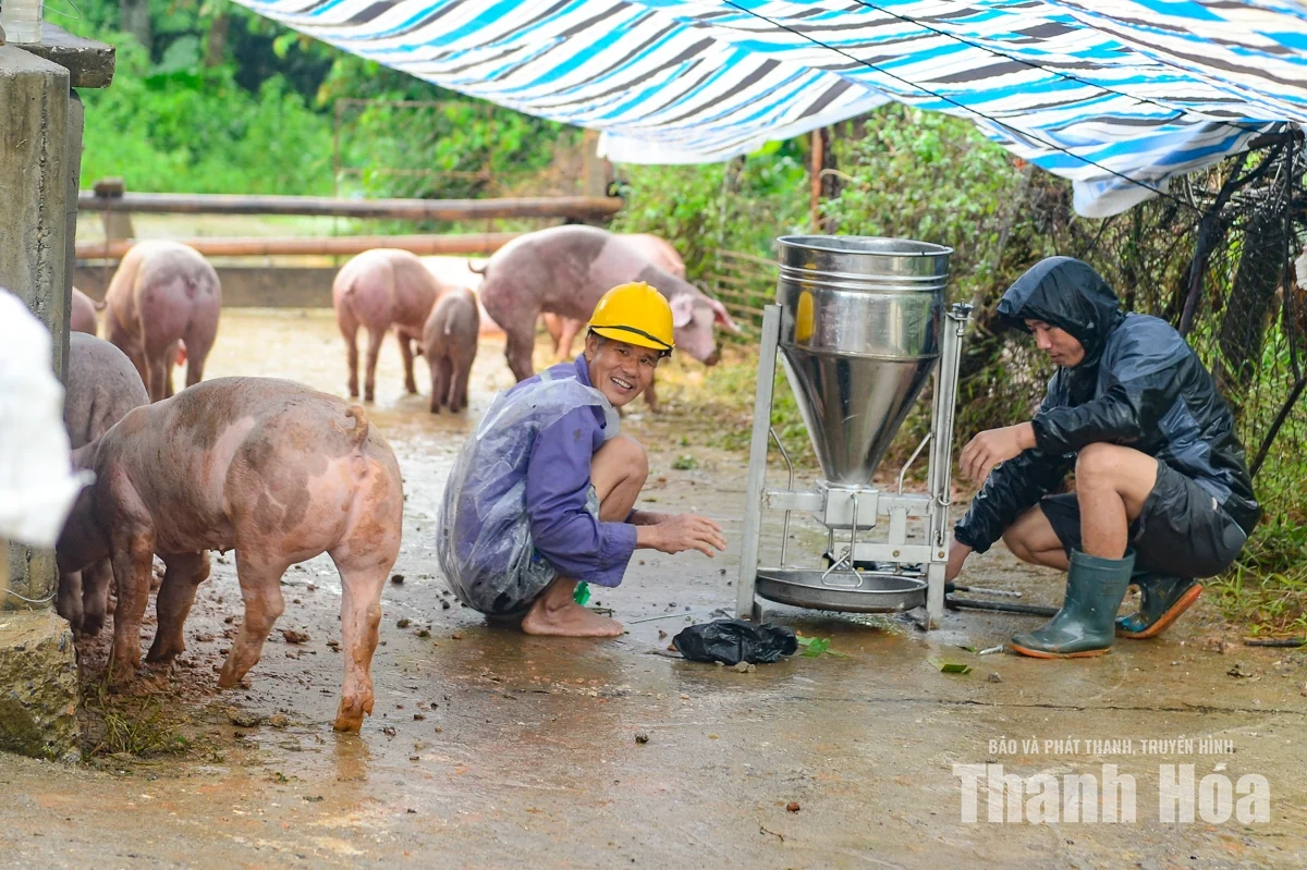 Nước sông Lèn dâng cao, người dân sơ tán vật nuôi lên đê tránh lũ