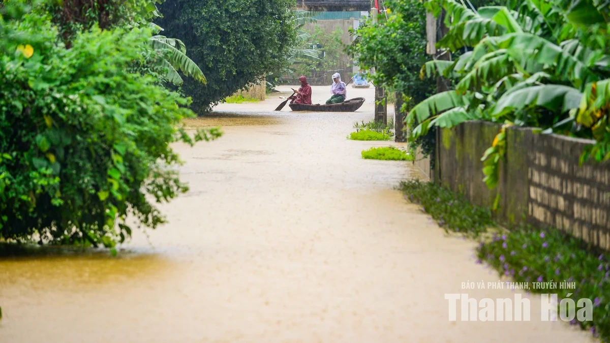 Nước sông Lèn dâng cao, người dân sơ tán vật nuôi lên đê tránh lũ