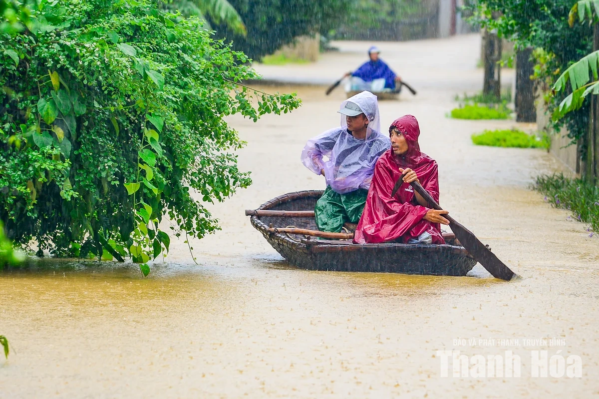 Nước sông Lèn dâng cao, người dân sơ tán vật nuôi lên đê tránh lũ