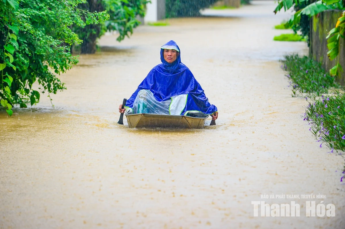 Nước sông Lèn dâng cao, người dân sơ tán vật nuôi lên đê tránh lũ