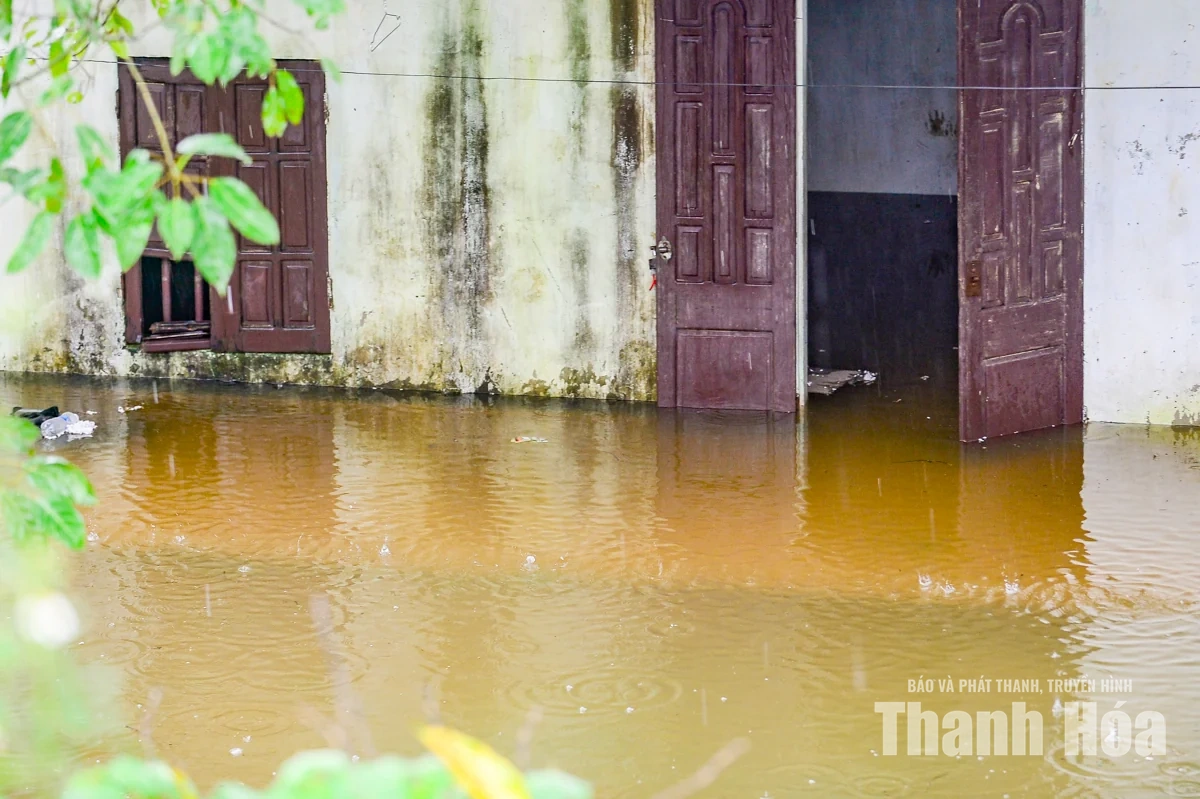 Nước sông Lèn dâng cao, người dân sơ tán vật nuôi lên đê tránh lũ