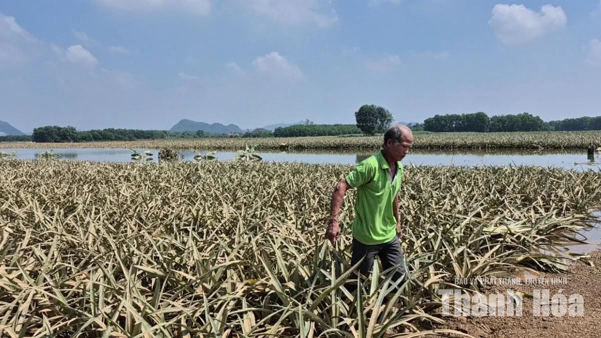 Hàng trăm héc ta dứa ngập trong nước, hy vọng cứu vãn mong manh