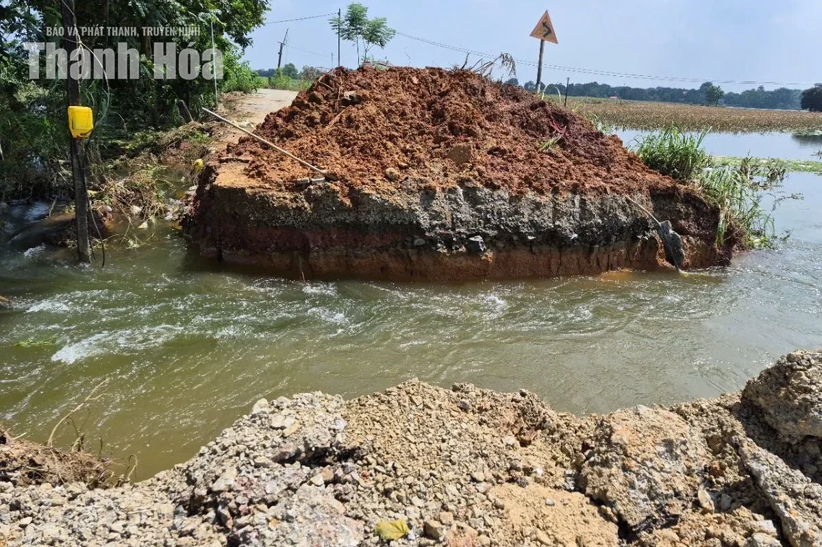 Hàng trăm héc ta dứa ngập trong nước, hy vọng cứu vãn mong manh