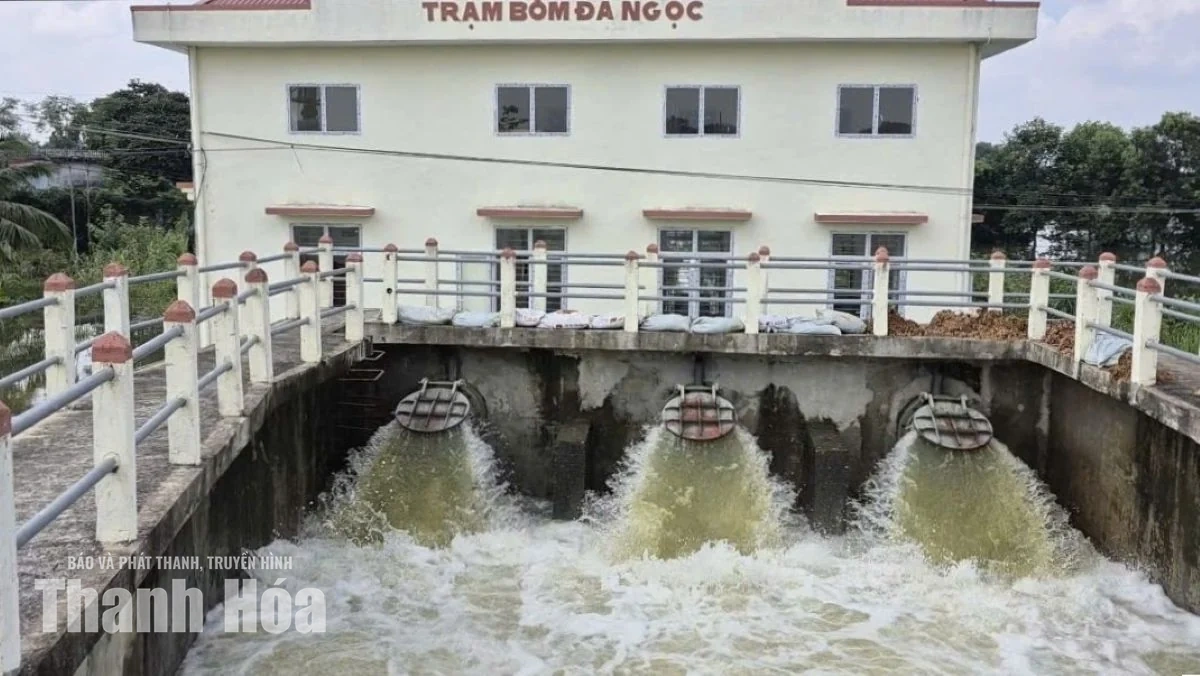Hàng trăm héc ta dứa ngập trong nước, hy vọng cứu vãn mong manh