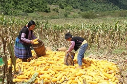 “Cõng” vốn lên non