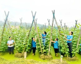 Phụ nữ xã Hà Long giúp hội viên giảm nghèo