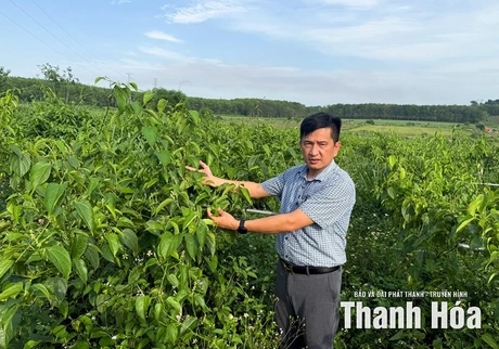 Tiềm năng phát triển cây Sachi