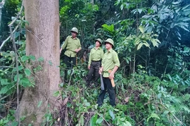 Chủ động quản lý, bảo vệ rừng bền vững