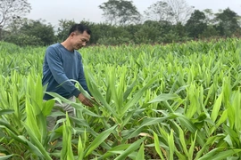 “Đòn bẩy” phát triển kinh tế cho người dân miền núi