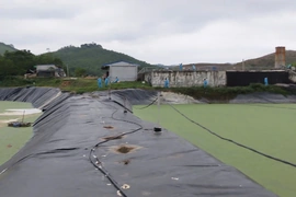 Dừng hoạt động trại lợn vi phạm quy định bảo vệ môi trường