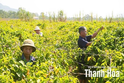 Hoa thiên lý mở lối làm giàu