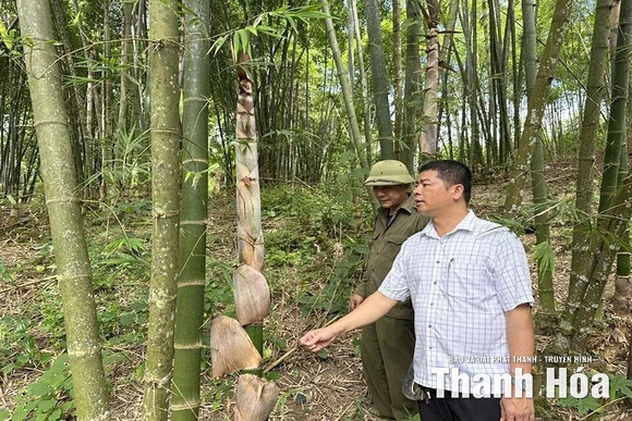 Trung Hạ thâm canh phục tráng, nâng cao hiệu quả kinh tế rừng luồng