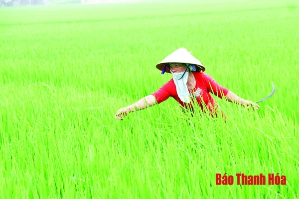 Tập trung chăm sóc và bảo vệ lúa chiêm xuân