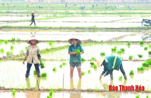 Để vụ thu mùa giành thắng lợi toàn diện