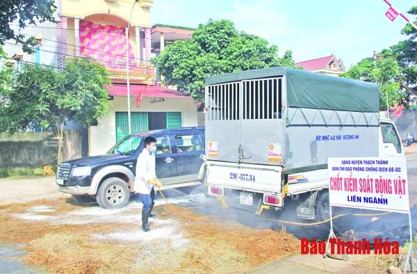 Chung tay nỗ lực khống chế dịch tả lợn châu Phi