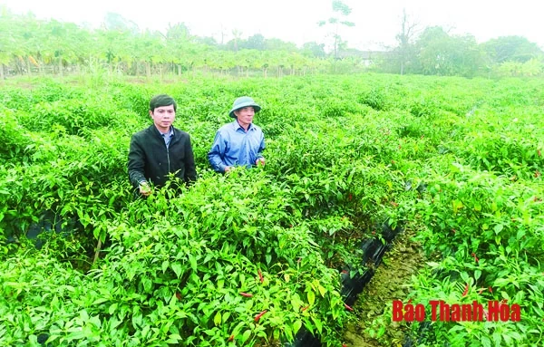 Đảng bộ huyện Hậu Lộc chú trọng công tác xây dựng Đảng
